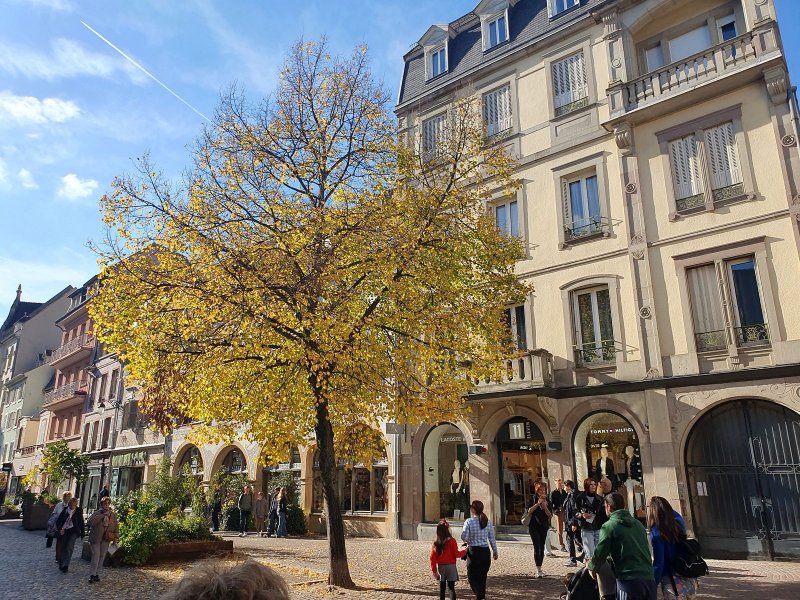 Colmar