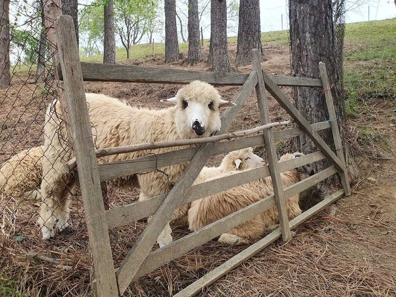 Muzeul Satului Maramuresean
