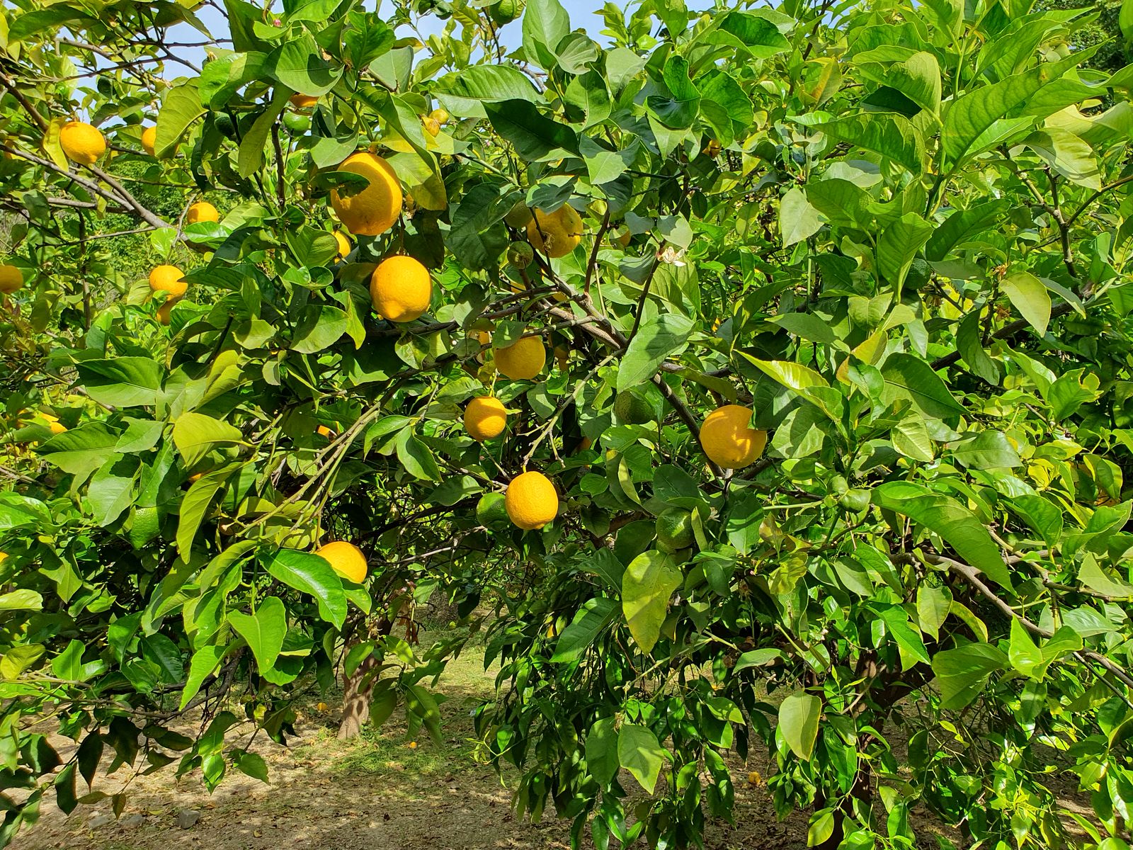 Malaga Jardin Botanico 2025