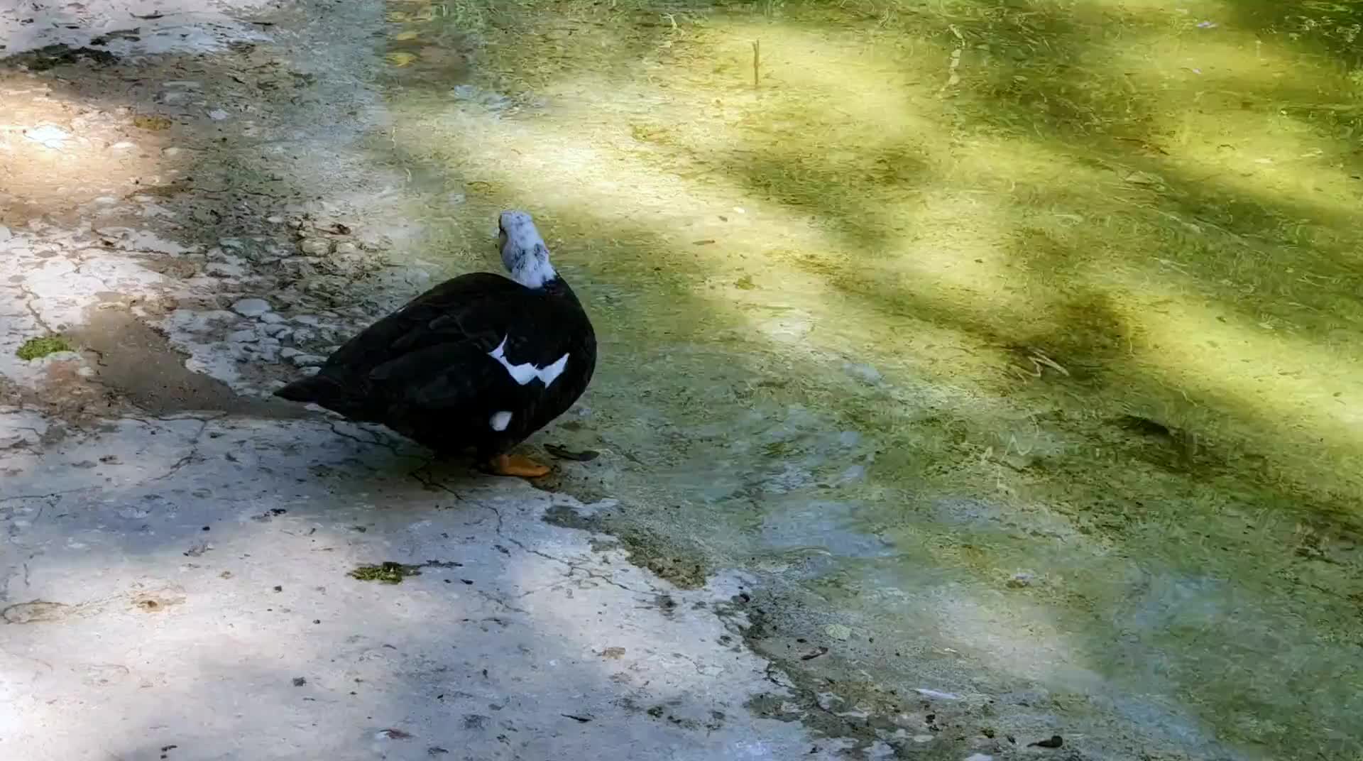 national-garden-1.mp4